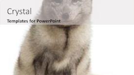  Presentation with fox - Theme featuring arctic-fox-vulpes-lagopus-isolated background and a light gray colored foreground