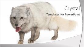 Presentation with fox - Cool new PPT theme with arctic-fox-vulpes-lagopus-isolated backdrop and a white colored foreground