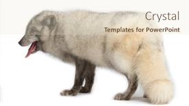  Presentation with fox - Slides enhanced with arctic-fox-vulpes-lagopus-isolated background and a lemonade colored foreground