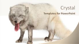  Presentation with fox - Amazing theme having arctic-fox-vulpes-lagopus-isolated backdrop and a lemonade colored foreground