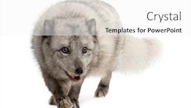  Presentation with fox - Colorful PPT layouts enhanced with arctic-fox-walking-prwoling-vulpes backdrop and a white colored foreground
