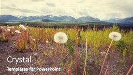  Presentation with summer flowers - Audience pleasing presentation consisting of arctic-landscapes-flowers-meadow backdrop and a tawny brown colored foreground