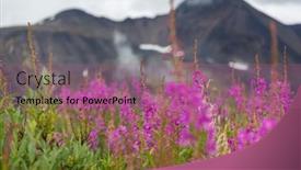  Presentation with summer flowers - PPT theme enhanced with arctic-landscapes-flowers-meadow background and a coral colored foreground