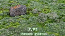  Presentation with moss - Beautiful PPT theme featuring arctic moss - polar colors backdrop and a tawny brown colored foreground