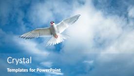  Presentation with seagull - PPT layouts with arctic-tern-or-sterna-paradisaea background and a teal colored foreground
