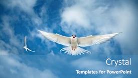  Presentation with seagull - Colorful slide deck enhanced with arctic-tern-or-sterna-paradisaea backdrop and a teal colored foreground