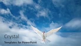  Presentation with seagull - Presentation theme consisting of arctic-tern-or-sterna-paradisaea background and a light blue colored foreground