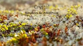  Presentation with alpine - Presentation design enhanced with arctic-tundra-lichen-moss-close background and a  colored foreground