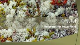  Presentation with lichen - Presentation theme enhanced with arctic-tundra-lichen-moss-close and a violet colored foreground