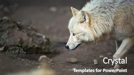  Presentation with arctic wolf canis lupus arctos - Presentation enhanced with arctic wolf canis lupus arctos background and a dark gray colored foreground