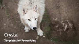  Presentation with arctic wolf canis lupus arctos - Slide set enhanced with arctic wolf canis lupus arctos background and a dark gray colored foreground