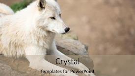  Presentation with arctic wolf canis lupus arctos - Colorful PPT theme enhanced with arctic wolf canis lupus arctos backdrop and a coral colored foreground