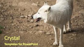  Presentation with arctic wolf canis lupus arctos - Cool new PPT layouts with arctic wolf canis lupus arctos backdrop and a violet colored foreground