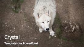  Presentation with arctic wolf canis lupus arctos - Theme with arctic wolf canis lupus arctos background and a dark gray colored foreground