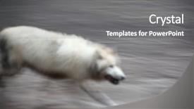  Presentation with arctic wolf canis lupus arctos - Theme consisting of arctic wolf canis lupus arctos background and a gray colored foreground