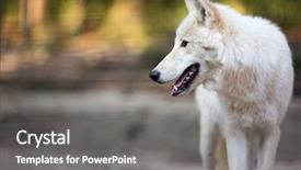  Presentation with arctic wolf canis lupus arctos - Colorful PPT theme enhanced with arctic wolf canis lupus arctos backdrop and a gray colored foreground