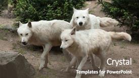  Presentation with arctic wolf canis lupus arctos - Slide deck consisting of arctic wolf canis lupus arctos background and a tawny brown colored foreground