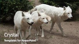  Presentation with arctic wolf canis lupus arctos - Slides having arctic wolf canis lupus arctos background and a dark gray colored foreground