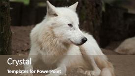  Presentation with arctic wolf canis lupus arctos - Presentation design having arctic wolf canis lupus arctos background and a violet colored foreground