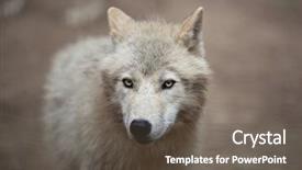  Presentation with arctic wolf canis lupus arctos - PPT theme with arctic wolf canis lupus arctos background and a gray colored foreground