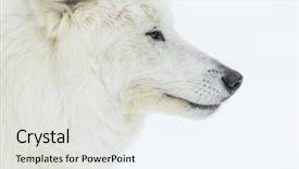  Presentation with wolf - Cool new theme with arctic wolf in a snowy backdrop and a light gray colored foreground