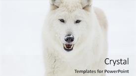  Presentation with wolf - Cool new slide deck with arctic wolf in a snowy backdrop and a light gray colored foreground