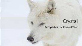  Presentation with wolf - Slide deck enhanced with arctic wolf in a snowy background and a light gray colored foreground