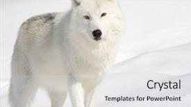  Presentation with wolf - Slides with arctic wolf in the snow background and a white colored foreground