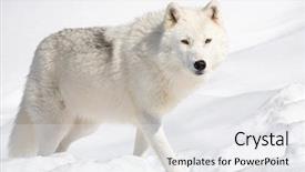  Presentation with wolf - Presentation design with arctic wolf looking up background and a white colored foreground
