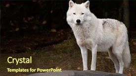  Presentation with wolf - Audience pleasing theme consisting of christmas stocking pinned to twine outside old window backdrop and a ocean colored foreground