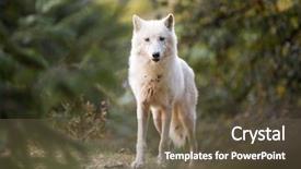  Presentation with wolf - Beautiful presentation theme featuring arctic wolf looking backdrop and a tawny brown colored foreground