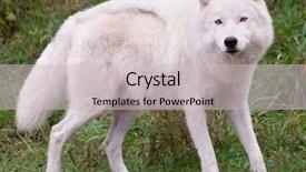  Presentation with wolf - PPT layouts consisting of arctic wolf posing and looking background and a light gray colored foreground