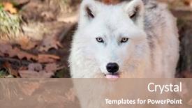  Presentation with tongue - Cool new PPT theme with arctic wolf sticking his tongue backdrop and a coral colored foreground