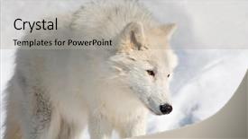  Presentation with wolf - PPT theme with arctic wolf walking background and a light gray colored foreground