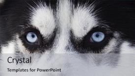  Presentation with husky - Slides having arctic wolves - close up on blue eyes background and a light gray colored foreground