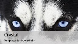  Presentation with blue eyes - Cool new slide deck with arctic wolves - close up on blue eyes backdrop and a light gray colored foreground