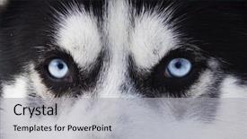  Presentation with blue eyes - Audience pleasing theme consisting of arctic wolves - close up on blue eyes backdrop and a light gray colored foreground
