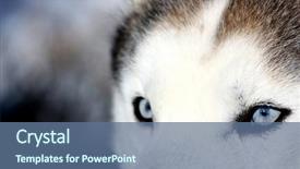  Presentation with blue eyes - Theme consisting of arctic wolves - close up on blue eyes background and a ocean colored foreground