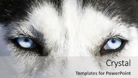  Presentation with blue eyes - Beautiful presentation theme featuring arctic wolves - close up on blue eyes backdrop and a light gray colored foreground
