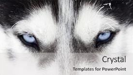  Presentation with blue eyes - Amazing PPT layouts having arctic wolves - close up on blue eyes backdrop and a light gray colored foreground