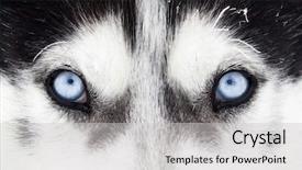  Presentation with blue eyes - PPT theme with arctic wolves - close up on blue eyes background and a light gray colored foreground