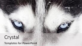  Presentation with blue eyes - Presentation having arctic wolves - close up on blue eyes background and a light gray colored foreground