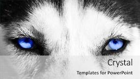  Presentation with blue eyes - Beautiful slides featuring arctic wolves - close up on blue eyes backdrop and a light gray colored foreground