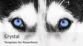  Presentation with blue eyes - Beautiful PPT theme featuring arctic wolves - close up on blue eyes backdrop and a white colored foreground