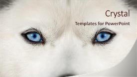 Presentation with blue eyes - Beautiful slide set featuring arctic wolves - close up on blue eyes backdrop and a lemonade colored foreground