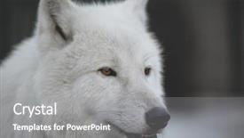  Presentation with wolf - Slide set having arctic wolves - close-up portrait of polar wolf background and a gray colored foreground