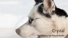  Presentation with blue eyes - Audience pleasing presentation theme consisting of arctic wolves - cute husky portrait with blue backdrop and a soft green colored foreground