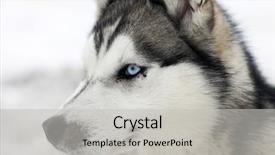  Presentation with husky - Amazing PPT theme having ginseng plant growing in wilderness backdrop and a tawny brown colored foreground