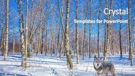  Presentation with snow day - Audience pleasing PPT theme consisting of arctic wolves - journey to santa claus magnificent backdrop and a teal colored foreground