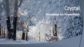  Presentation with white snow - Beautiful presentation design featuring arctic wolves - magnificent white polar wolf came backdrop and a seafoam green colored foreground